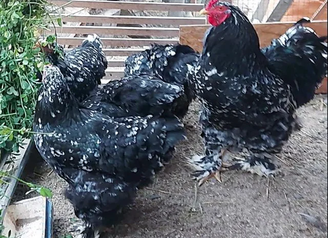 Інкубаційне яйце, сім'ї курей. Порода Брама: лососева, біле золото, мармуровий- фото № 2