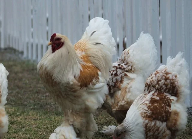 Інкубаційне яйце, сім'ї курей. Порода Брама: лососева, біле золото, мармуровий- фото № 3