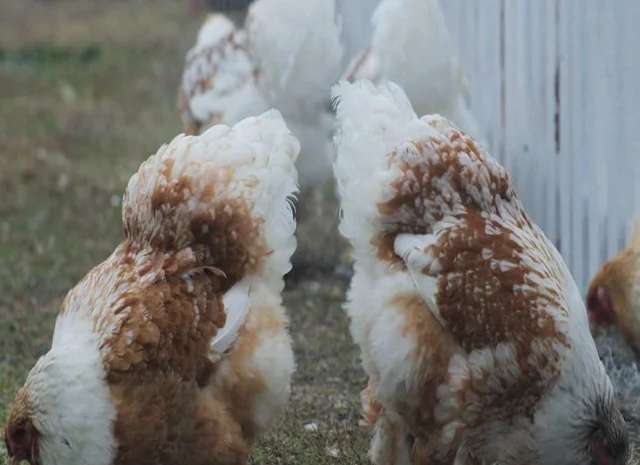 Інкубаційне яйце, сім'ї курей. Порода Брама: лососева, біле золото, мармуровий- фото № 4