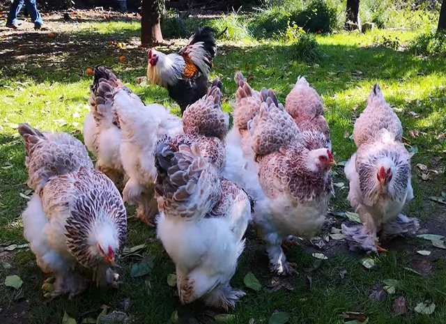 Інкубаційне яйце, сім'ї курей. Порода Брама: лососева, біле золото, мармуровий- фото № 5