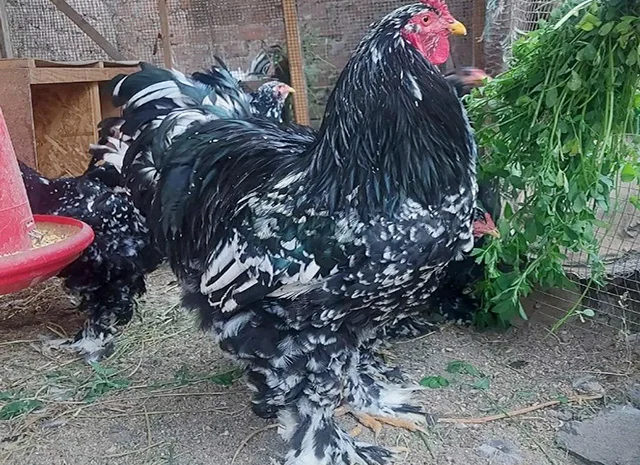 Інкубаційне яйце, сім'ї курей. Порода Брама: лососева, біле золото, мармуровий- фото № 8