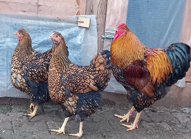 Інкубаційне яйце, сім'ї курей. Порода Віандот: біле золото, золото- фото № 1