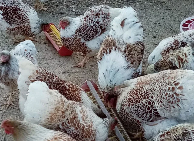 Інкубаційне яйце, сім'ї курей. Порода Віандот: біле золото, золото- фото № 2