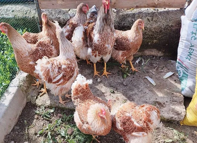 Інкубаційне яйце, сім'ї курей. Порода Віандот: біле золото, золото- фото № 3