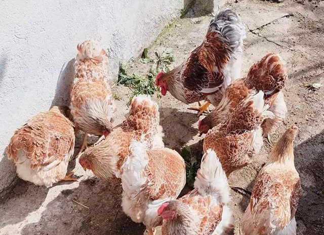 Інкубаційне яйце, сім'ї курей. Порода Віандот: біле золото, золото- фото № 4