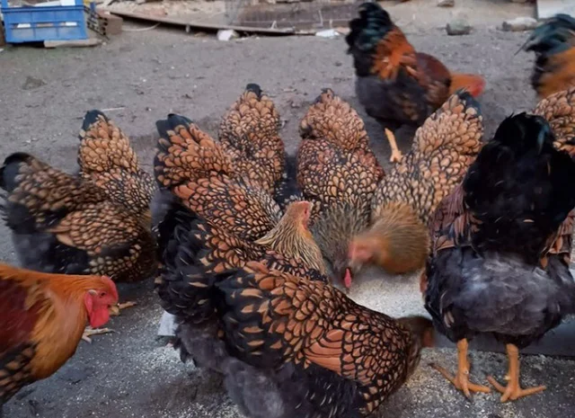 Інкубаційне яйце, сім'ї курей. Порода Віандот: біле золото, золото- фото № 5