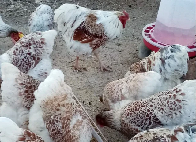 Інкубаційне яйце, сім'ї курей. Порода Віандот: біле золото, золото- фото № 6