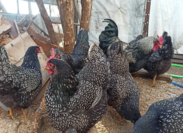 Інкубаційне яйце, сім'ї курей. Порода Барневельдер: срібло, білоокаймленний- фото № 1