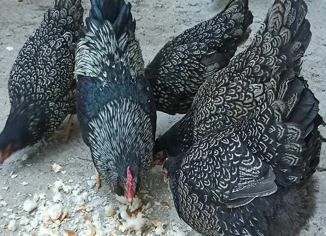 Інкубаційне яйце, сім'ї курей. Порода Барневельдер: срібло, білоокаймленний- фото № 2