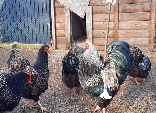 Інкубаційне яйце, сім'ї курей. Порода Барневельдер: срібло, білоокаймленний- фото № 3