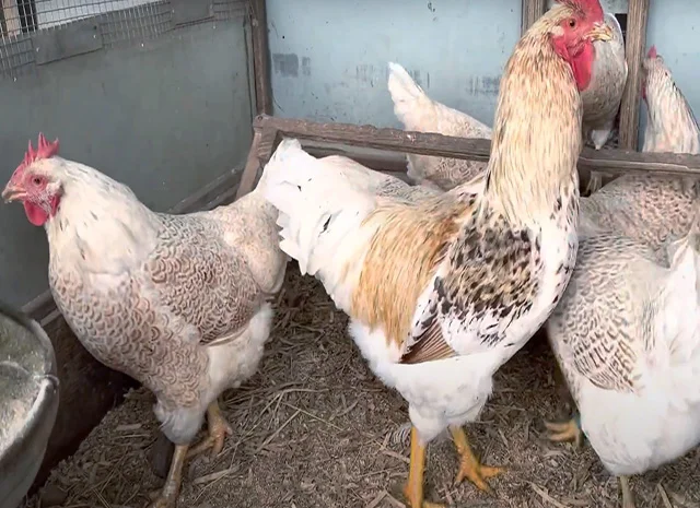 Інкубаційне яйце, сім'ї курей. Порода Барневельдер: срібло, білоокаймленний- фото № 4