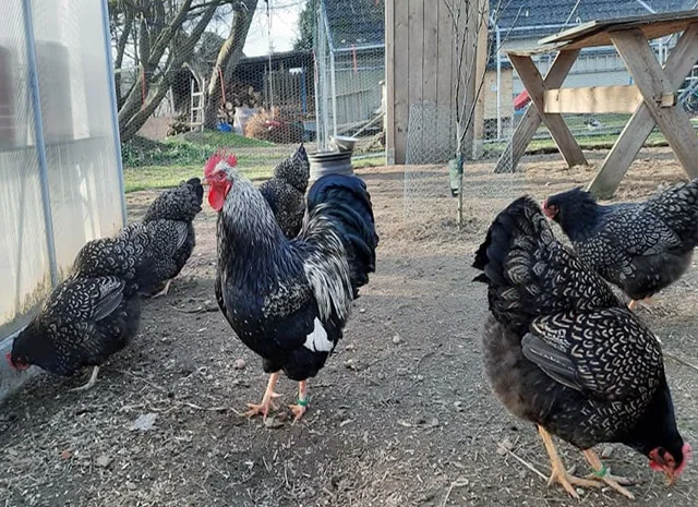 Інкубаційне яйце, сім'ї курей. Порода Барневельдер: срібло, білоокаймленний- фото № 5