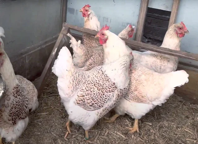 Інкубаційне яйце, сім'ї курей. Порода Барневельдер: срібло, білоокаймленний- фото № 6