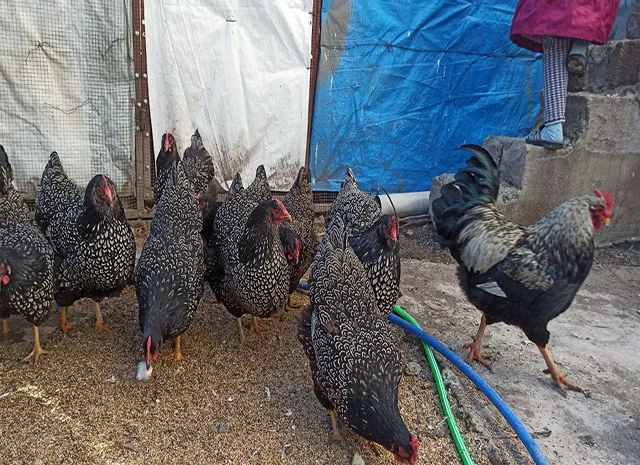 Інкубаційне яйце, сім'ї курей. Порода Барневельдер: срібло, білоокаймленний- фото № 8