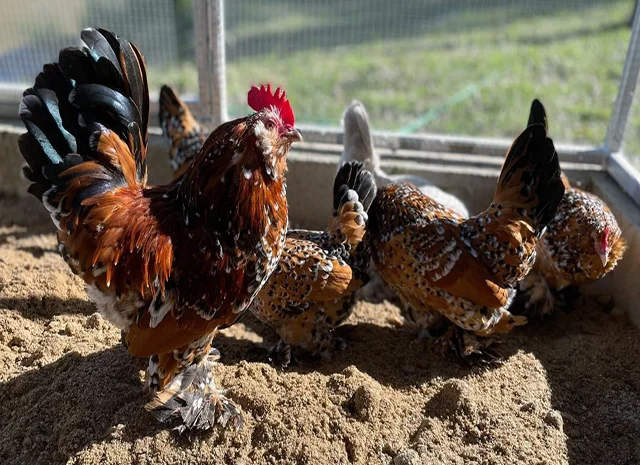 Інкубаційне яйце, сім'ї курей. Порода Мільфлер: фарфоровий, лимон- фото № 1