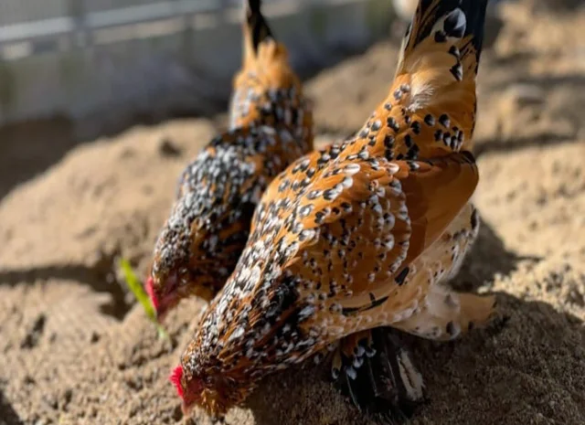 Інкубаційне яйце, сім'ї курей. Порода Мільфлер: фарфоровий, лимон- фото № 2