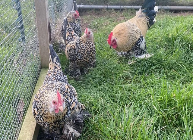 Інкубаційне яйце, сім'ї курей. Порода Мільфлер: фарфоровий, лимон- фото № 3