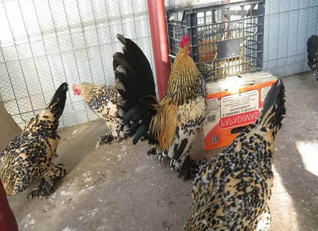 Інкубаційне яйце, сім'ї курей. Порода Мільфлер: фарфоровий, лимон- фото № 4