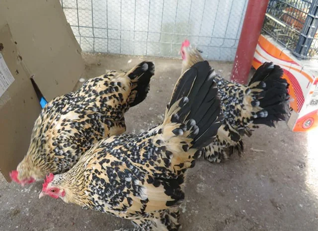 Інкубаційне яйце, сім'ї курей. Порода Мільфлер: фарфоровий, лимон- фото № 5