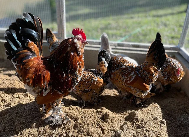 Інкубаційне яйце, сім'ї курей. Порода Мільфлер: фарфоровий, лимон- фото № 6