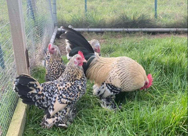 Інкубаційне яйце, сім'ї курей. Порода Мільфлер: фарфоровий, лимон- фото № 7