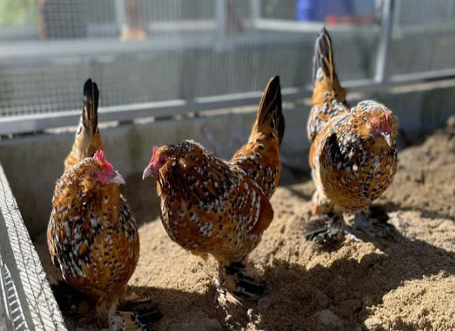 Інкубаційне яйце, сім'ї курей. Порода Мільфлер: фарфоровий, лимон- фото № 8