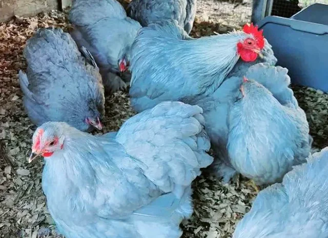 Інкубаційне яйце, сім'ї курей. Порода Кохінхін: лаванда, фарфоровий- фото № 1