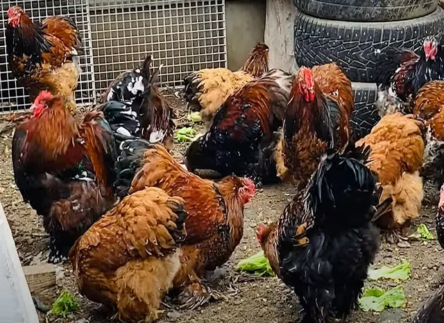 Інкубаційне яйце, сім'ї курей. Порода Кохінхін: лаванда, фарфоровий- фото № 2