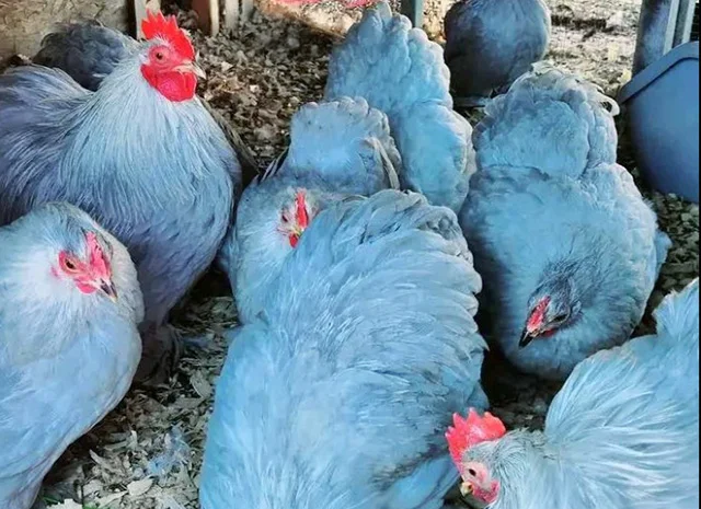 Інкубаційне яйце, сім'ї курей. Порода Кохінхін: лаванда, фарфоровий- фото № 3