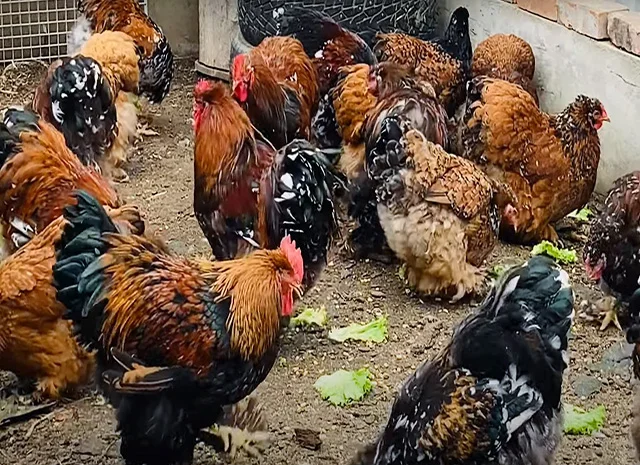 Інкубаційне яйце, сім'ї курей. Порода Кохінхін: лаванда, фарфоровий- фото № 4