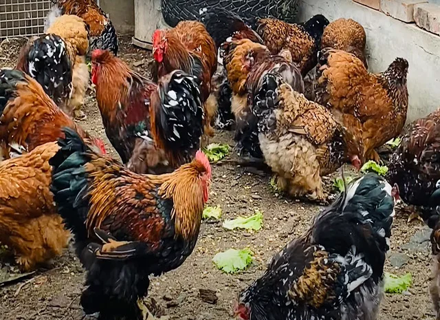 Інкубаційне яйце, сім'ї курей. Порода Кохінхін: лаванда, фарфоровий- фото № 5