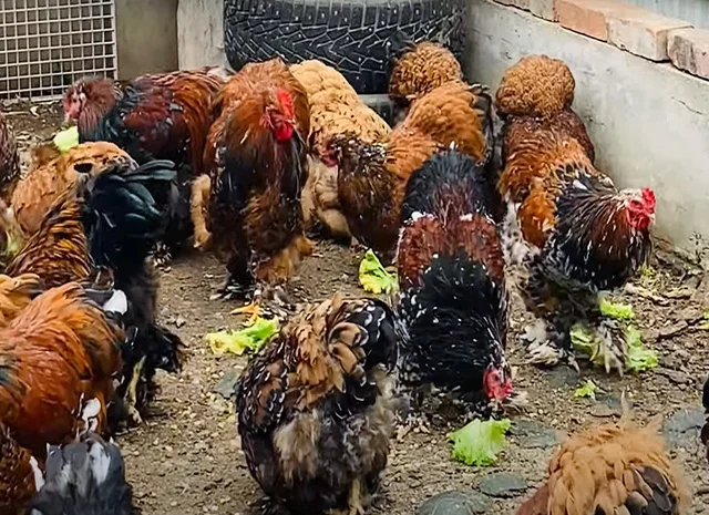 Інкубаційне яйце, сім'ї курей. Порода Кохінхін: лаванда, фарфоровий- фото № 6