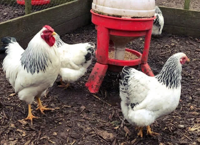 Віандот (колумбія, блакитна, смугастий) яйце інкубаційне- фото № 1