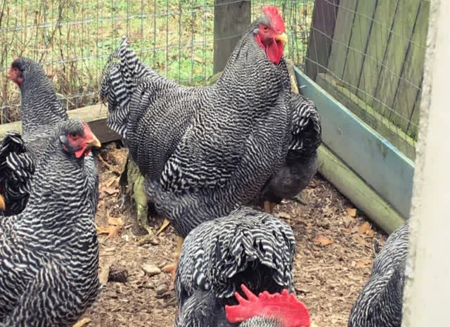 Віандот (колумбія, блакитна, смугастий) яйце інкубаційне- фото № 2