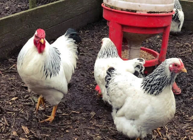 Віандот (колумбія, блакитна, смугастий) яйце інкубаційне- фото № 3