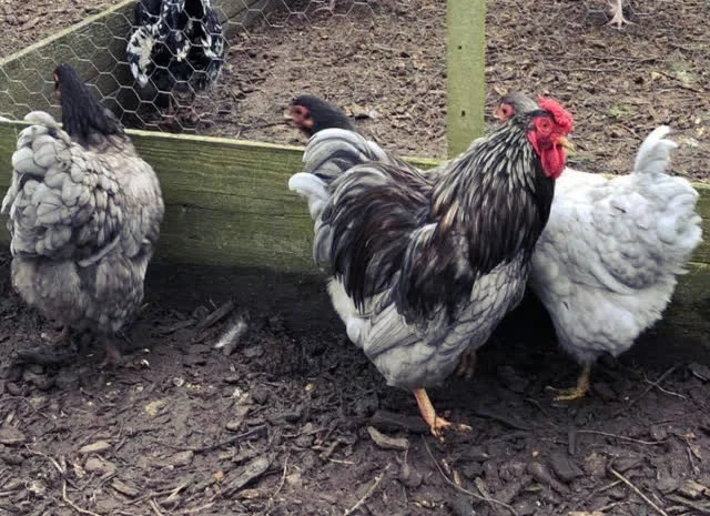 Віандот (колумбія, блакитна, смугастий) яйце інкубаційне- фото № 4