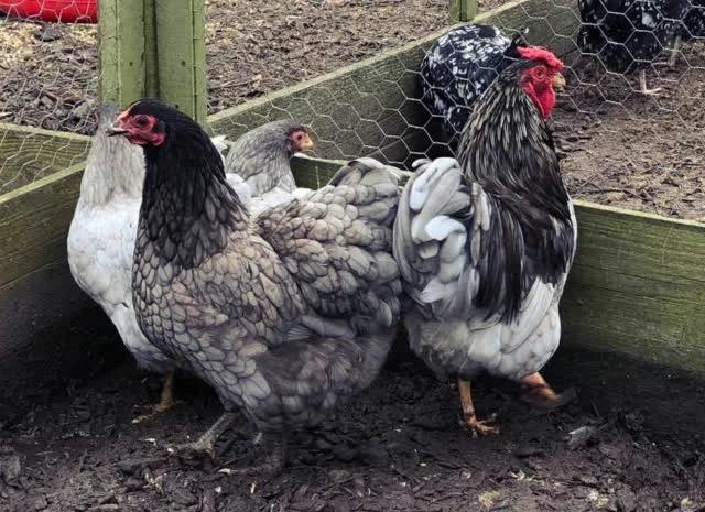 Віандот (колумбія, блакитна, смугастий) яйце інкубаційне- фото № 5