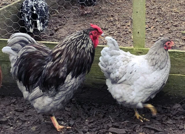 Віандот (колумбія, блакитна, смугастий) яйце інкубаційне- фото № 6