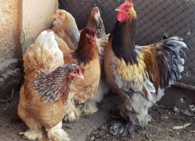 Кохінхін зозулений, помаранчевий. Яйце інкубаційне- фото № 1