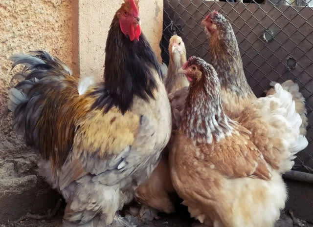 Кохінхін зозулений, помаранчевий. Яйце інкубаційне- фото № 2