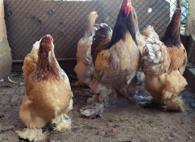 Кохінхін зозулений, помаранчевий. Яйце інкубаційне- фото № 4