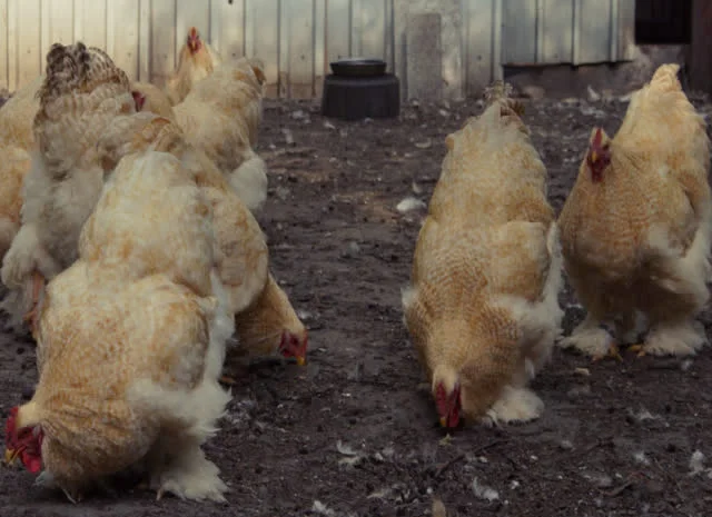 Кохінхін зозулений, помаранчевий. Яйце інкубаційне- фото № 5