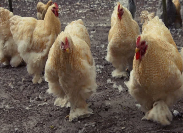 Кохінхін зозулений, помаранчевий. Яйце інкубаційне- фото № 6