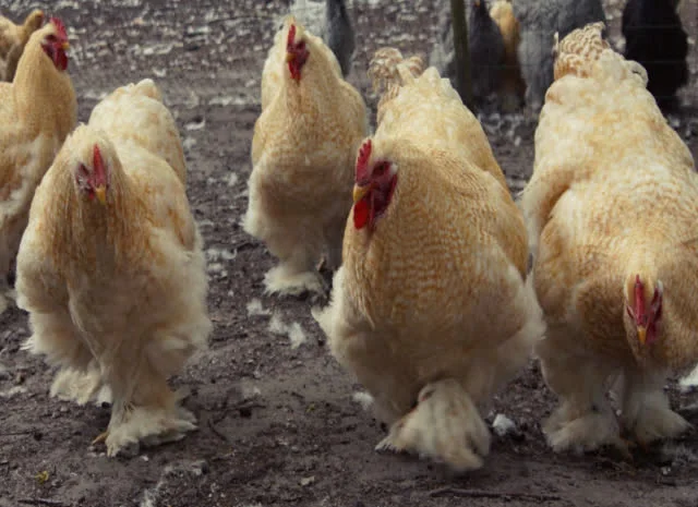 Кохінхін зозулений, помаранчевий. Яйце інкубаційне- фото № 7