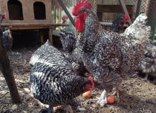 Яйце інкубаційне Малин (білий, смугастий)- фото № 2