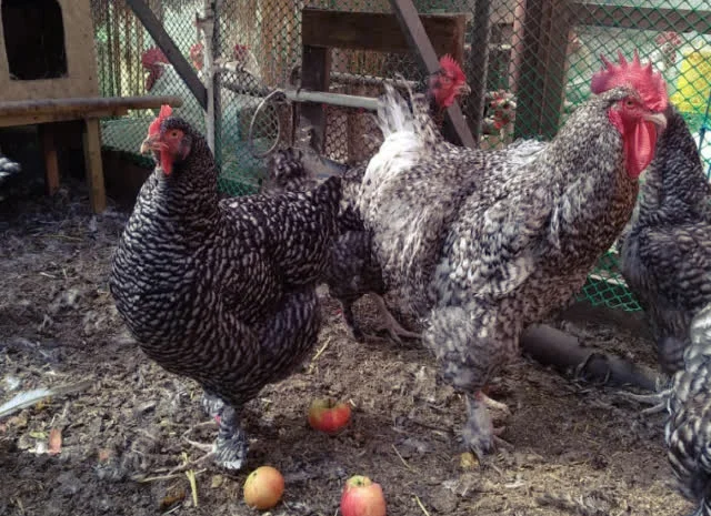 Яйце інкубаційне Малин (білий, смугастий)- фото № 3