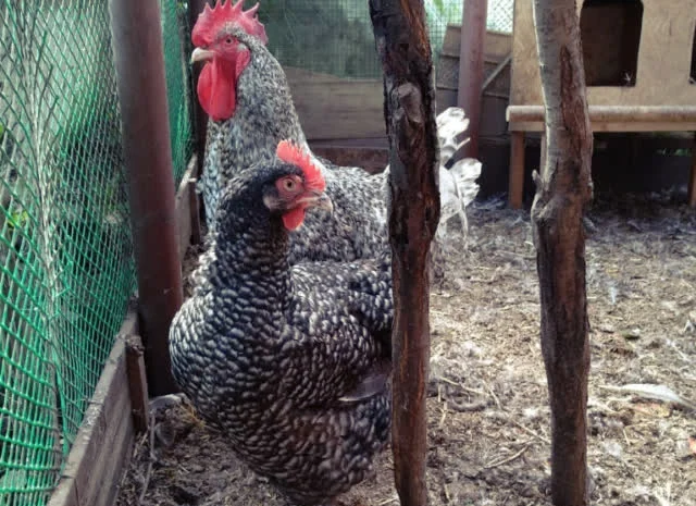 Яйце інкубаційне Малин (білий, смугастий)- фото № 5