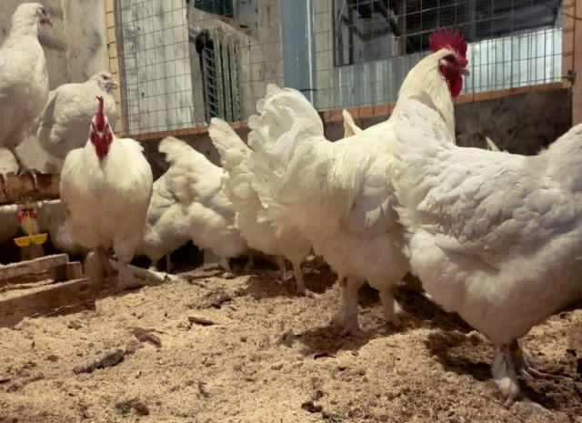 Яйце інкубаційне Малин (білий, смугастий)- фото № 6