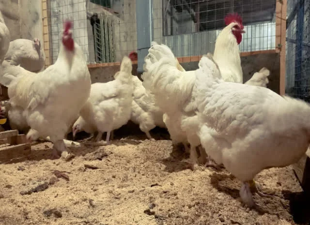 Яйце інкубаційне Малин (білий, смугастий)- фото № 7