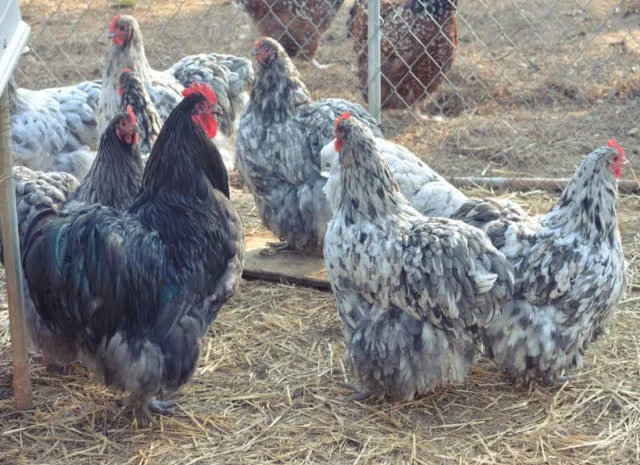 Яйце інкубаційне Орпінгтон, блакитний, фарфоровий, спліш- фото № 1